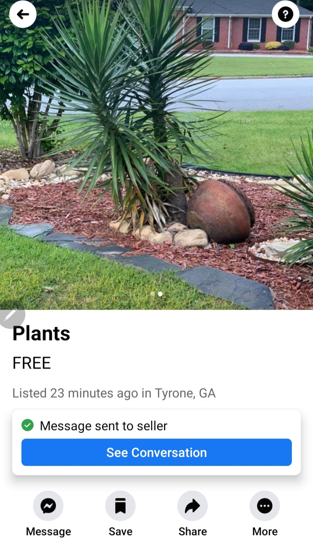Transplanting Free Aloe Yucca & They Do&nbsp;Hurt!