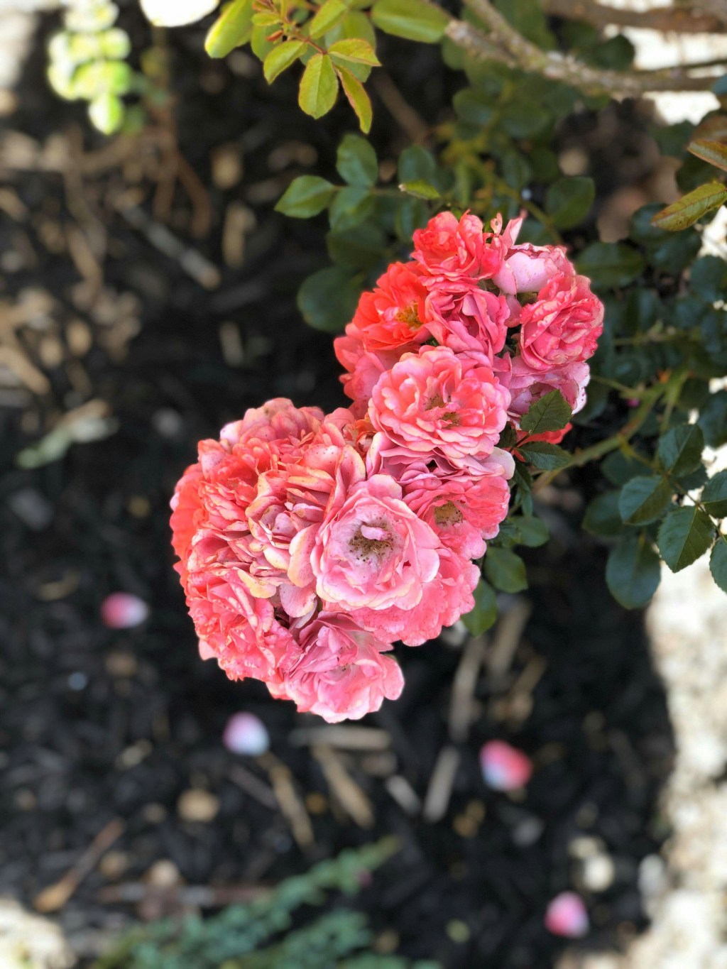 ▶️ Clearance Plant Haul from Lowes 📹SC&nbsp;Happily