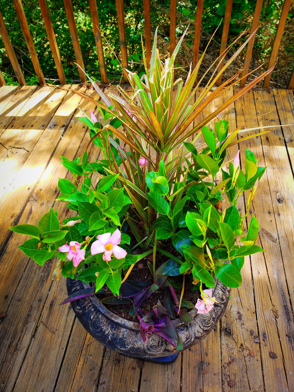 How to Get Plants Half off, Cheaper or&nbsp;Free!