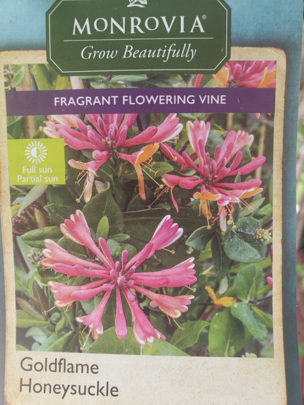 ▶️  Lowes Clearance Plant Surprise || 🧡 GoldFlame Honeysuckle PLANT HAUL  👩🏽‍🌾 SC&nbsp;Happily