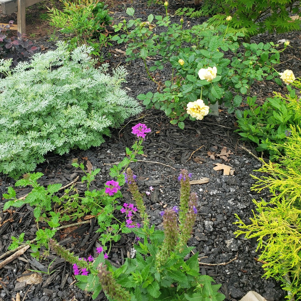 Clearance Plants Flourishing&nbsp;😍