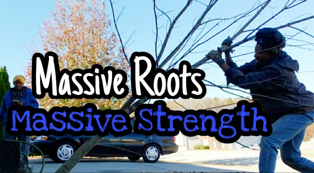 Real Footage Woman Transplanting A 14ft Japanese Maple With Massive&nbsp;Roots